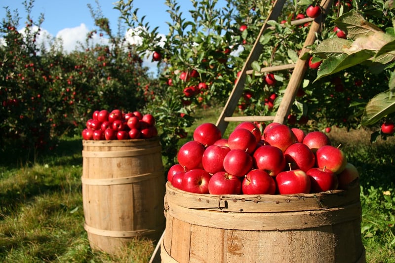 Enchanter's Orchards