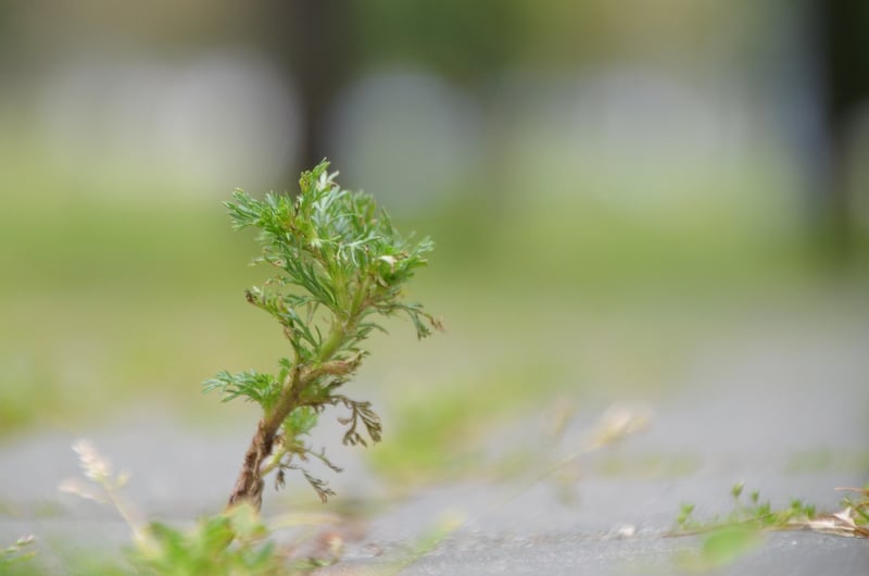 Mugwort